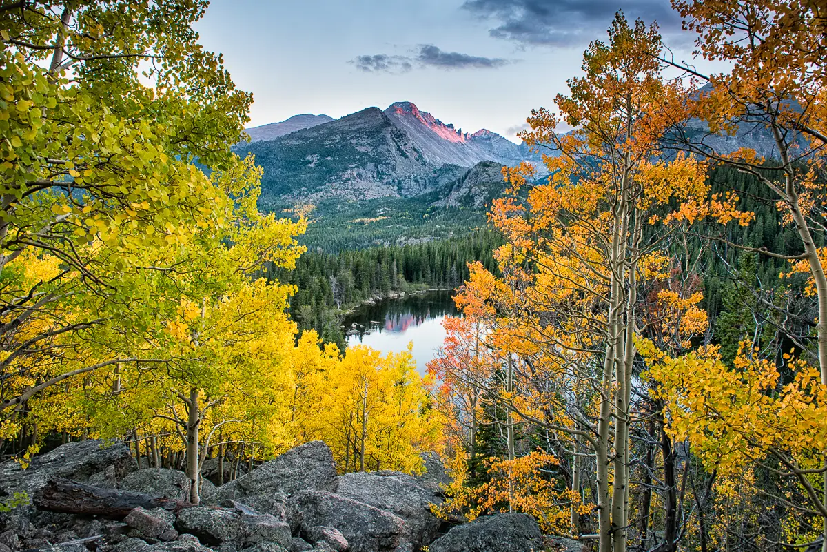 Bear Lake Aspens in fall color in Rocky Mountain National Park on an Estes Park Photo Tour Bear Lake Aspens in fall color in Rocky Mountain National Park